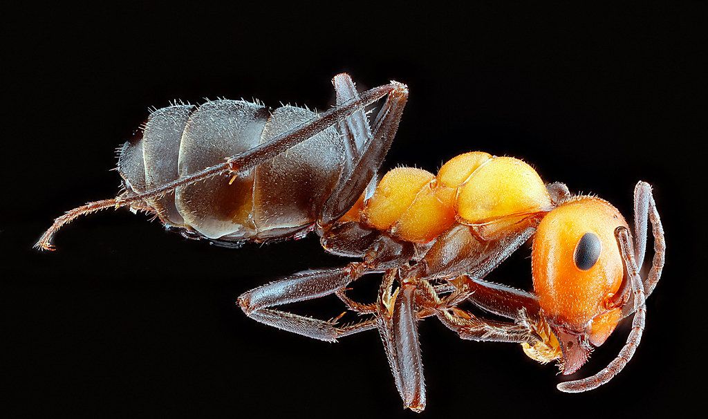 Ant Control service in Fort Myers, FL