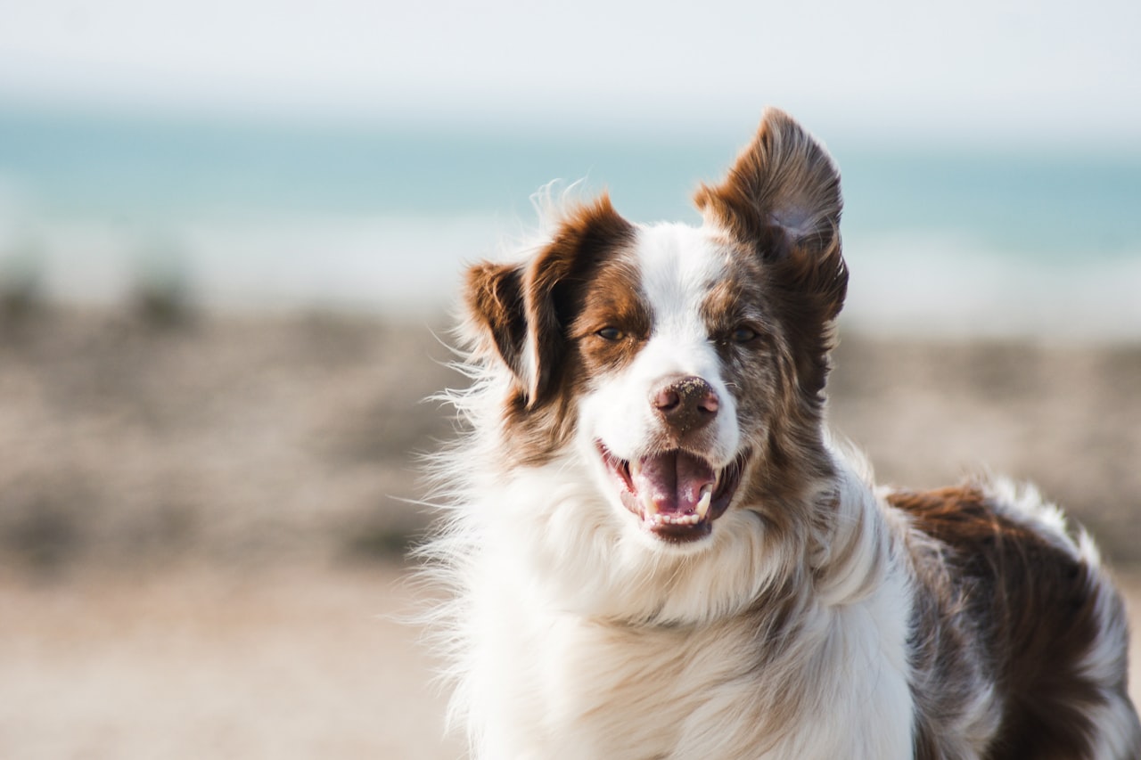 Flea & Tick Control service in Fort Myers, FL