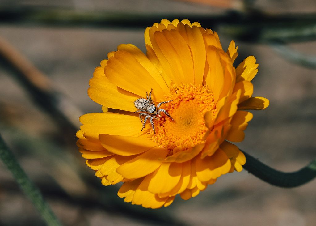 Spider Control service in Fort Myers, FL